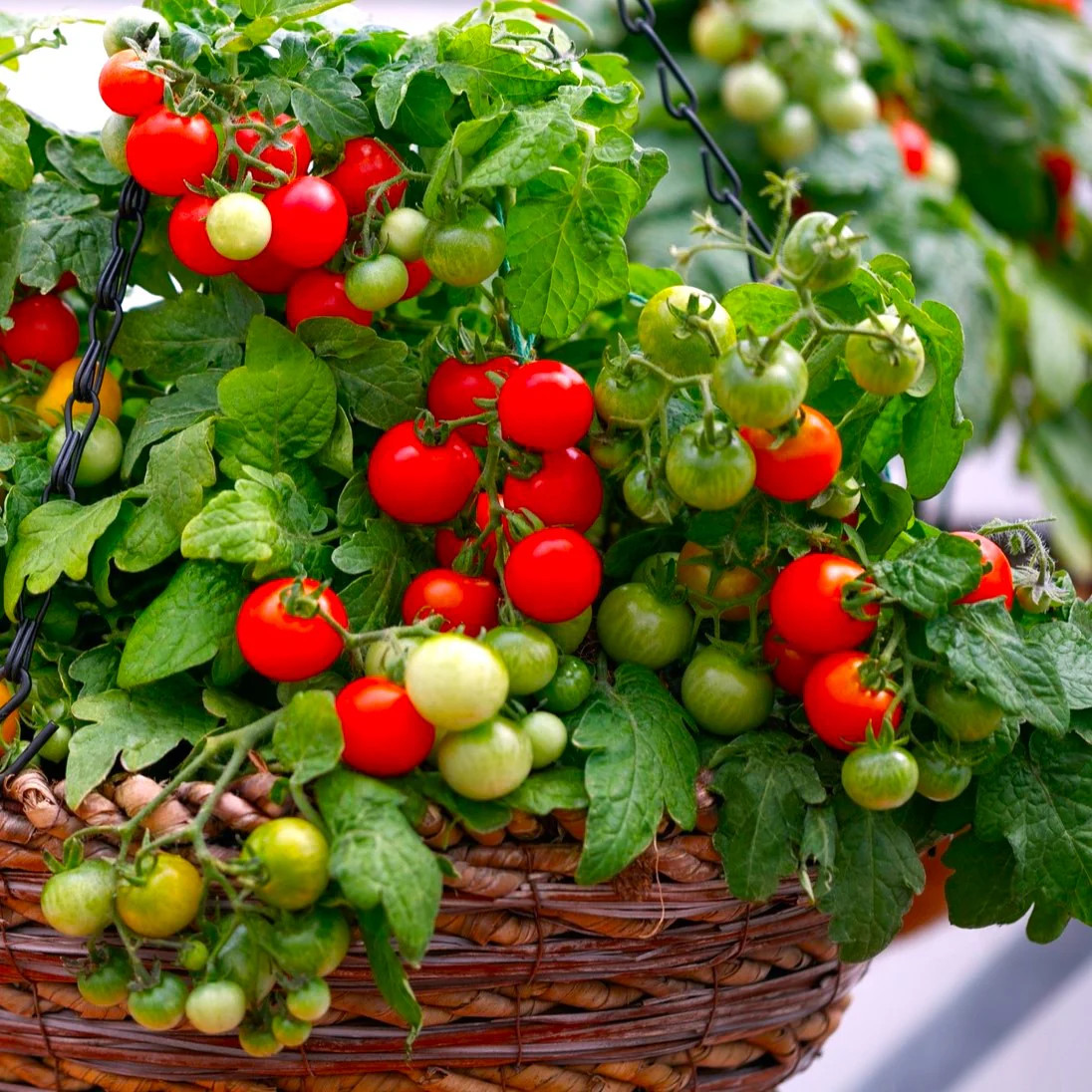 Red Robin Tomato (Micro Dwarf) Seeds – For 2026 Planting 6-12 Inches Tall