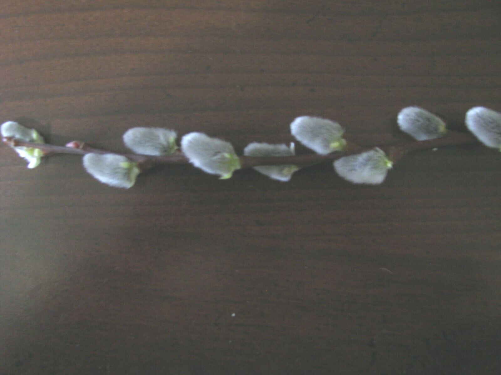 Salix discolor 25 Pussy willow Cuttings No Roots Make Your Own Plants 5 to 7 in