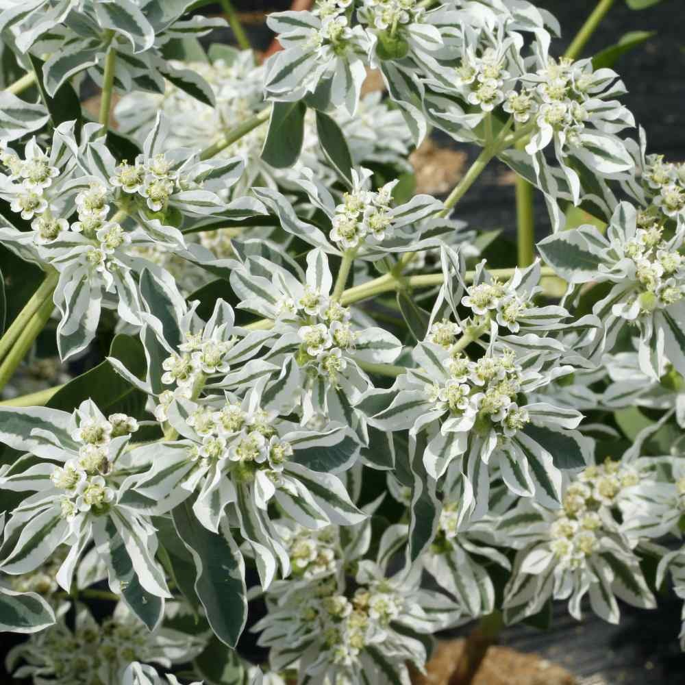 1000 Seeds Drought Tolerant Euphorbia Marginata Early Snow Garden Flower