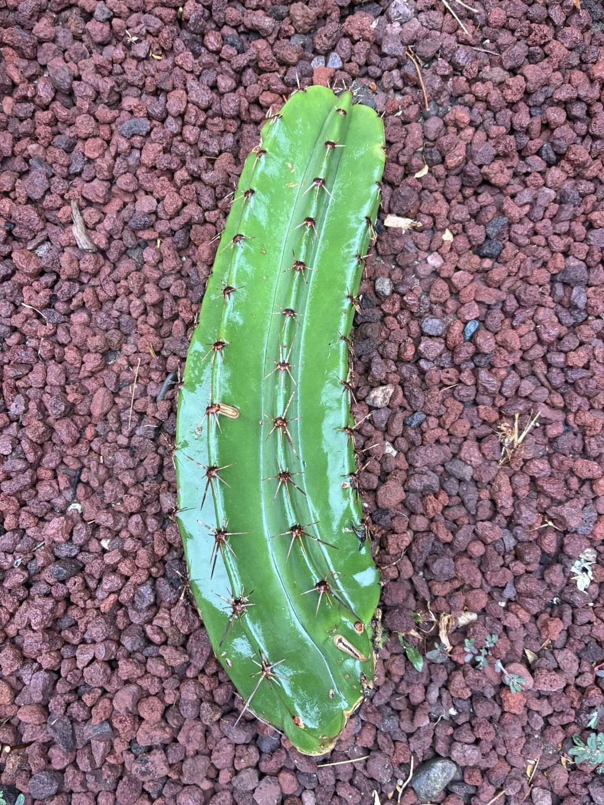 Stenocereus Queretaroensis Cactus Cutting