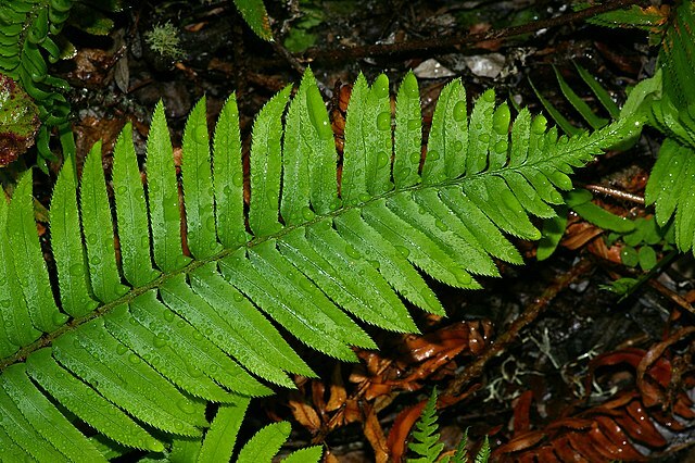 WESTERN SWARD FERN, 2020 SPORES, (SEEDS)*, LARGE 3’X3’+, VERY HARDY TO -4 F.