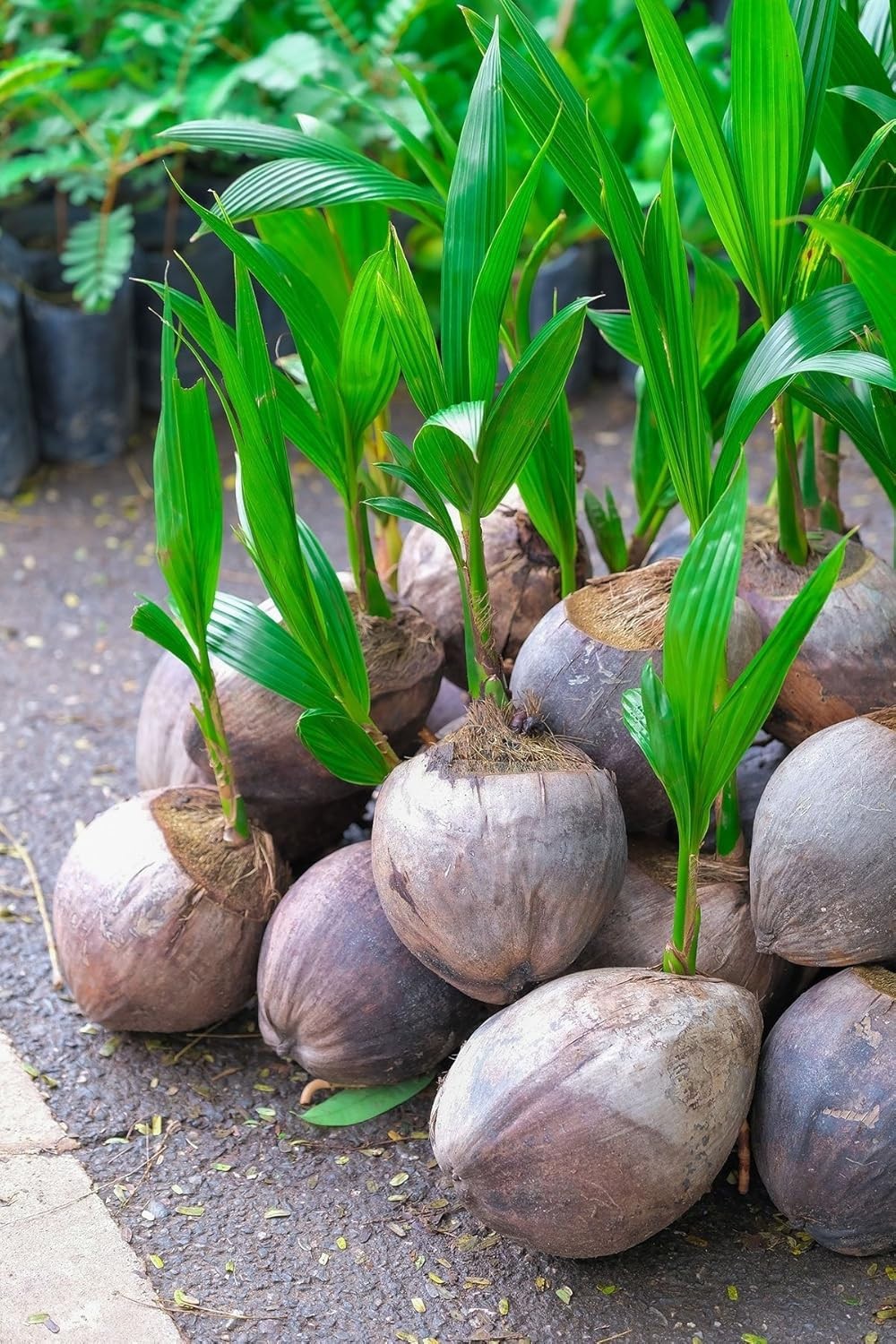 LIVE XL COCONUT PLANT Green Dwarf 1 – 3 Foot Cocos nucifera palm edible fruit