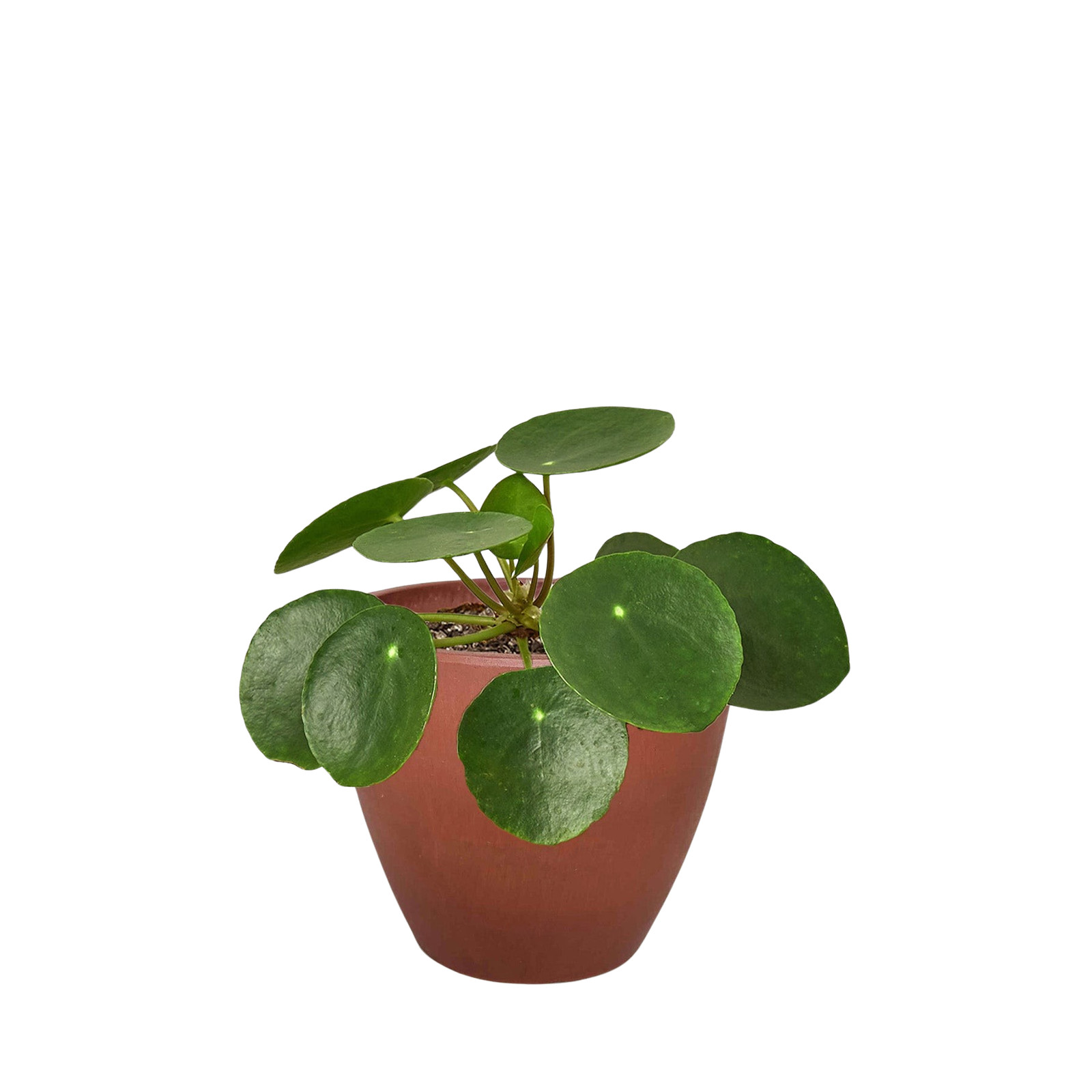 Pilea Peperomioides Chinese Money Plant • Pancake Plant • 4″ or 6″ Pot