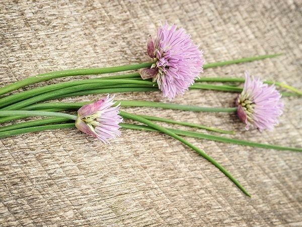 150 CHIVE / CHIVES HERB SEEDS ~ 2026 ~ heirloomseedguy ~ USA