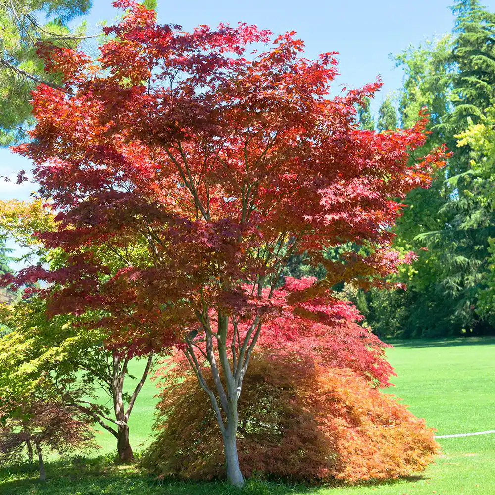 #3 Pot Bloodgood Red Japanese Maple Tree