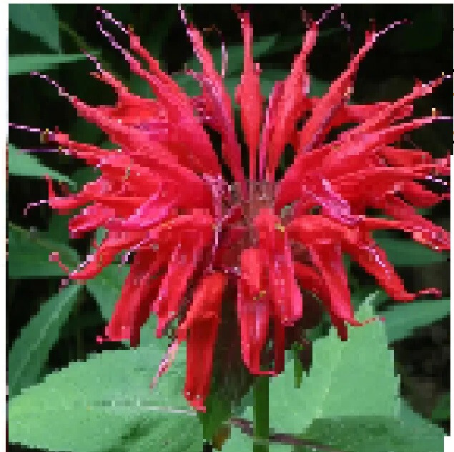 Red Monardo Bee Balm Flower 35 + Seeds USA Home Grown