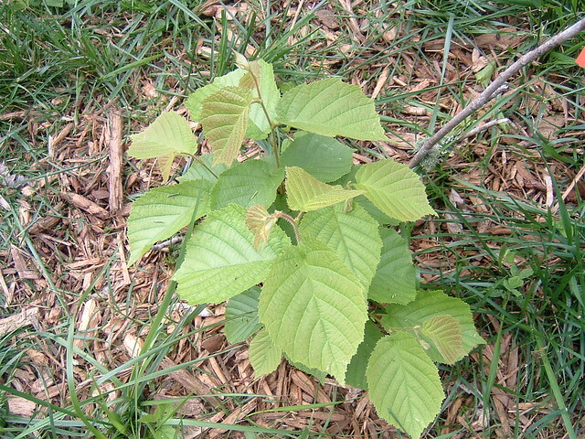 AMERICAN HAZELNUT TREE SEEDLING 6+ INCHES LIVE PLANTS SET OF 2