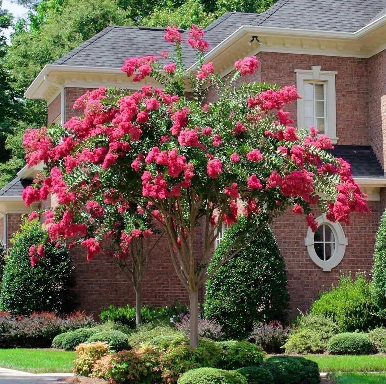 Crape Myrtle Tonto | 3 Gallon | Lagerstroemia indica | Flowering Tree Plant