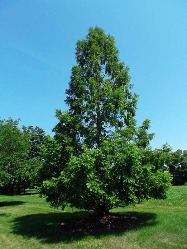 1 Dawn Redwood Tree 12-24″ Tall Metasequoia glyptostroboides Bare Root