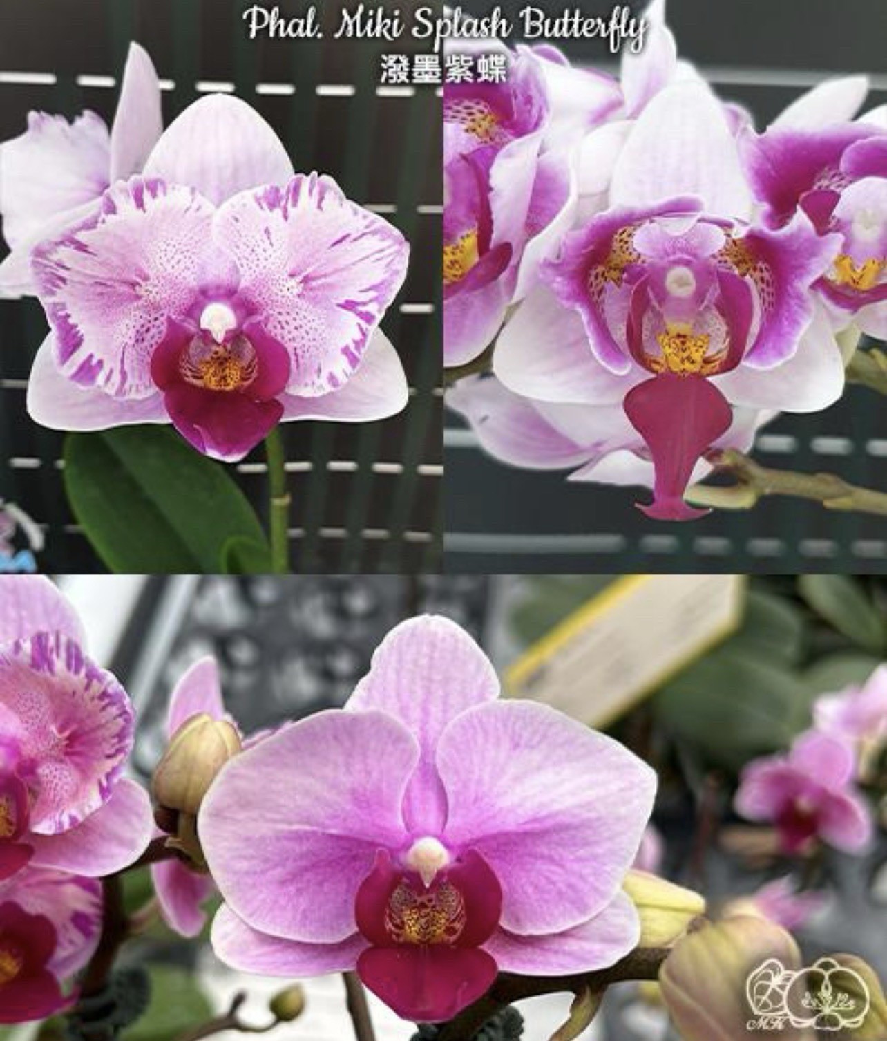 Phal. Miki Splash Butterfly, beautiful flowers, multiflora