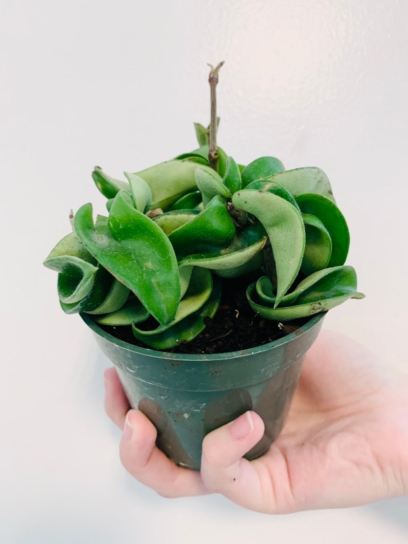 Hoya Compacta – Hindu Rope – Full Heads – Tropical Wax Plant