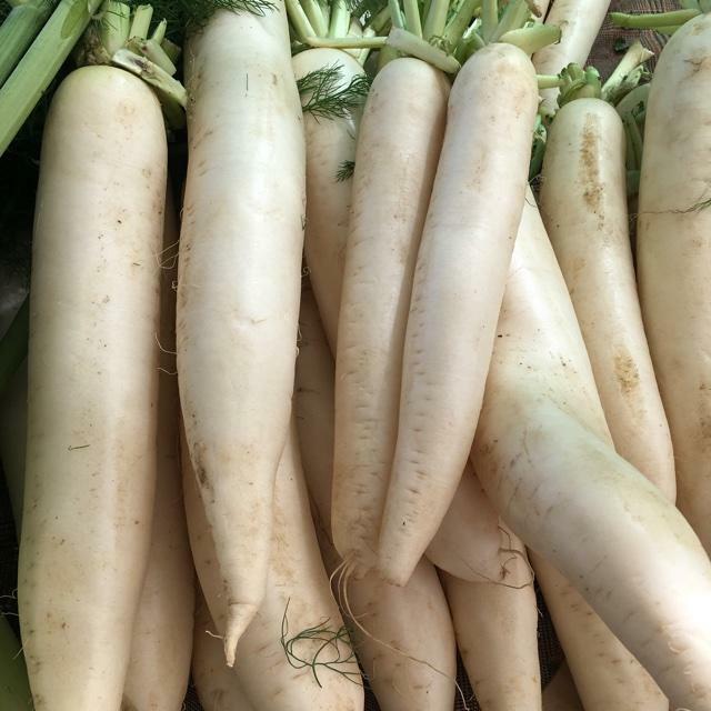 Daikon Radish Seeds, 1 LB, Deer Food Plot, Extremely Large Radish, FREE SHIPPING