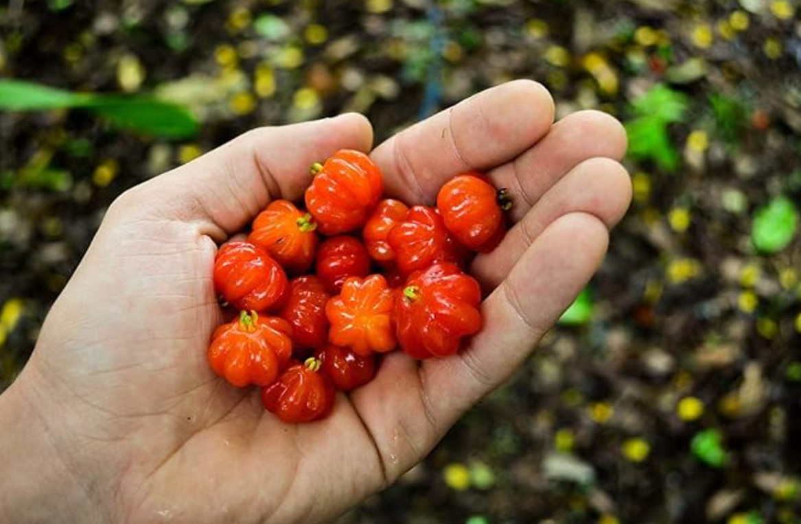 Set of 1 Live Surinam Cherry Plant – 4–6″ Tall – Soil-Wrapped Roots – No Pot