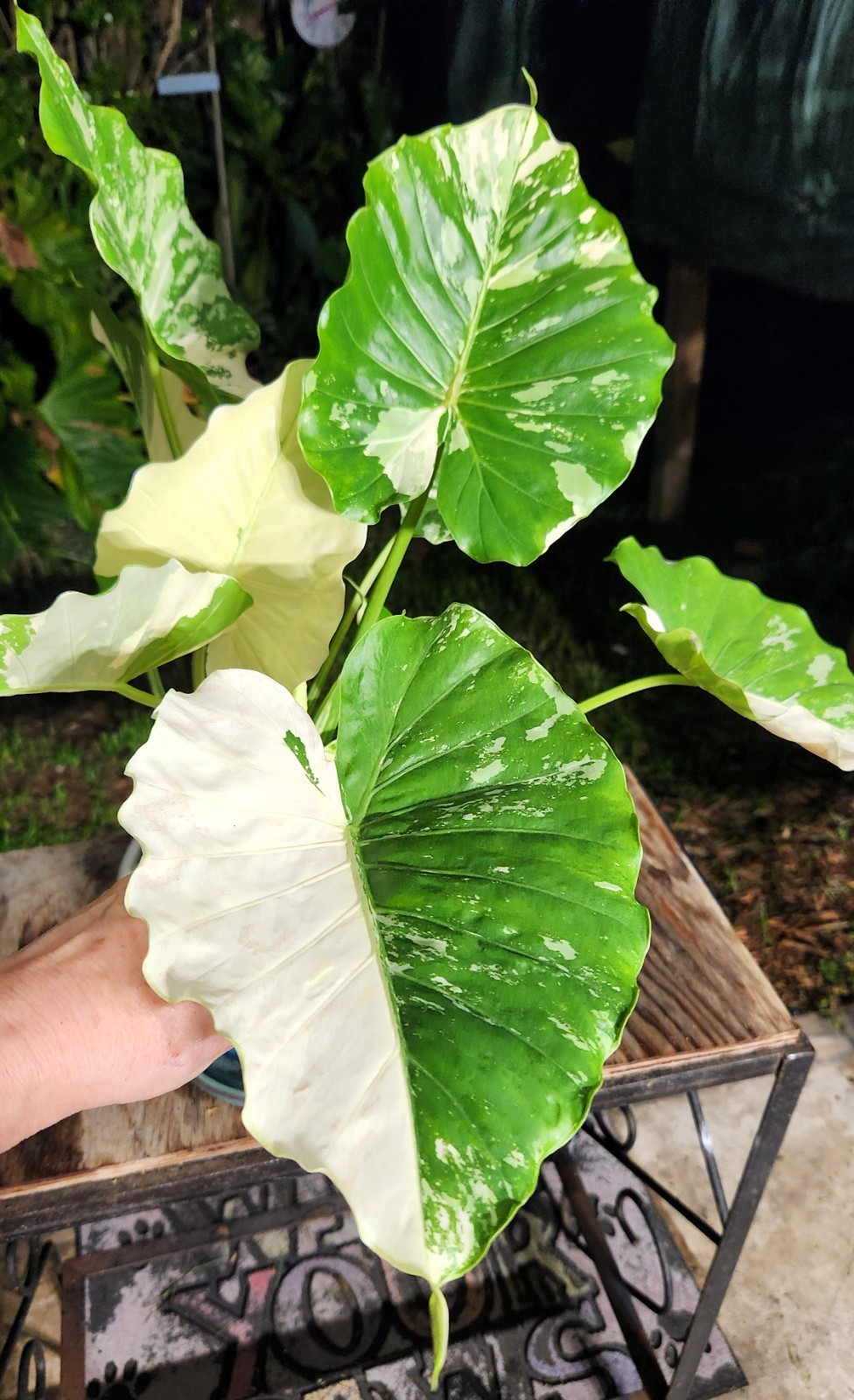 Alocasia gageana variegated plant in 6″ Pot 17″ – 22″ Tall 18″ – 19″ Wide