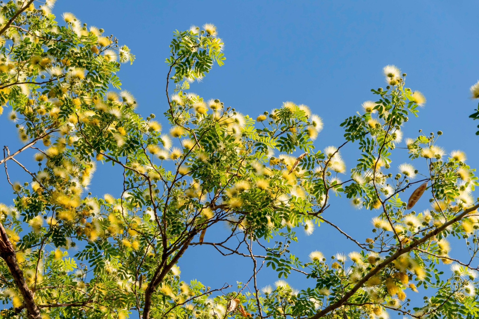 20 WOMAN’S TONGUE TREE White Mimosa Nectar Flower Albizia Lebbeck Legume Seeds