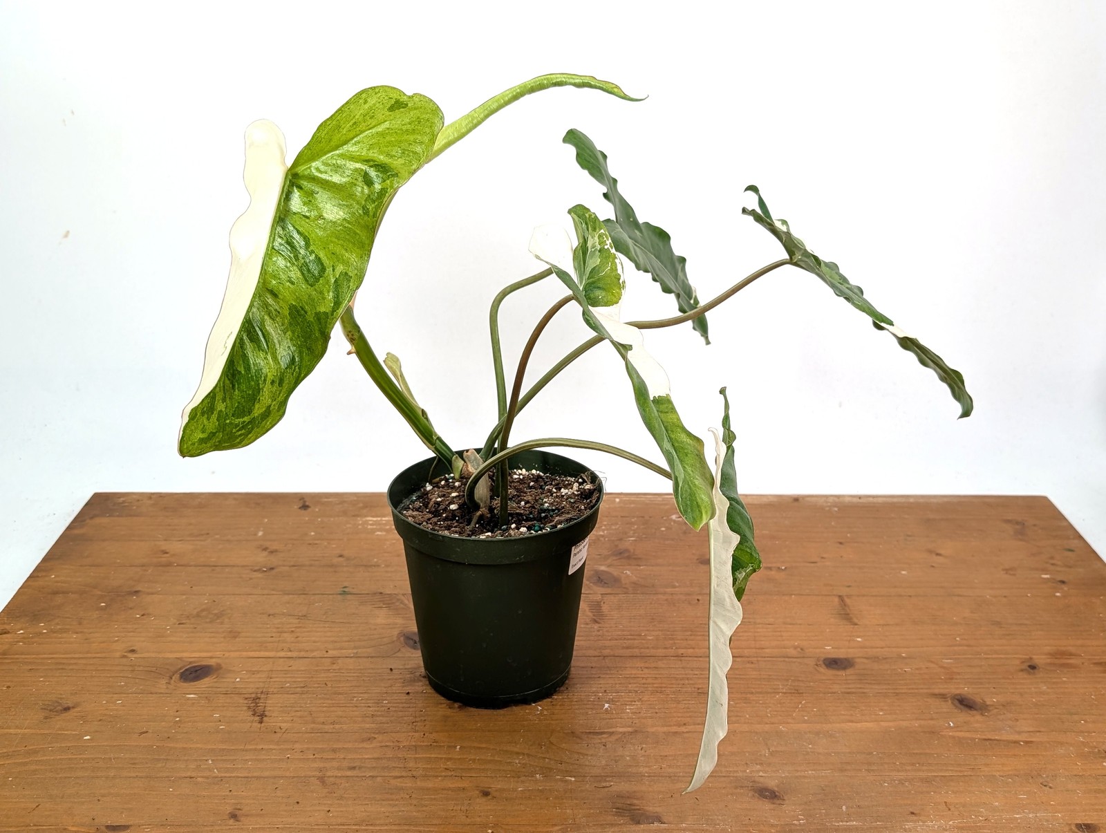 Philodendron Paraiso Verde Albo Mutation – Exact Plant #26A – 6″ Pot
