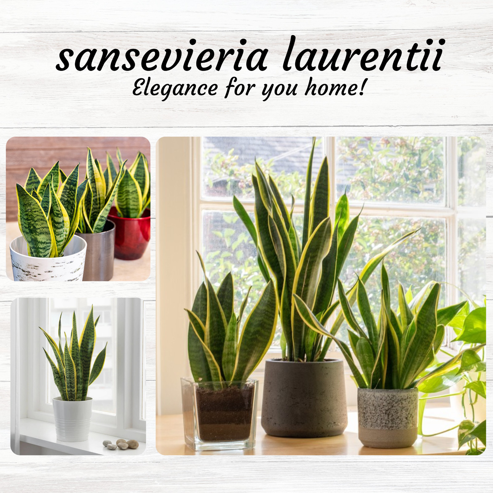 sansevieria plant. snake plant in 4″ pot Available, potted plants, house plants