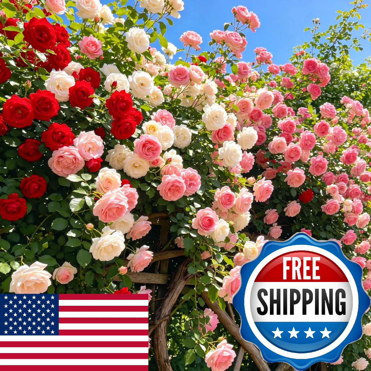 Carpet Creeping Carpetc 250 Mixed Climbing Rose Seeds For Planting Rosa Hybrid