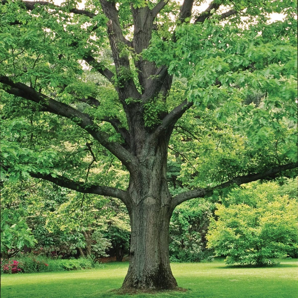 1 Northern Red Oak Tree 12-24″ Quercus rubra Bare Root