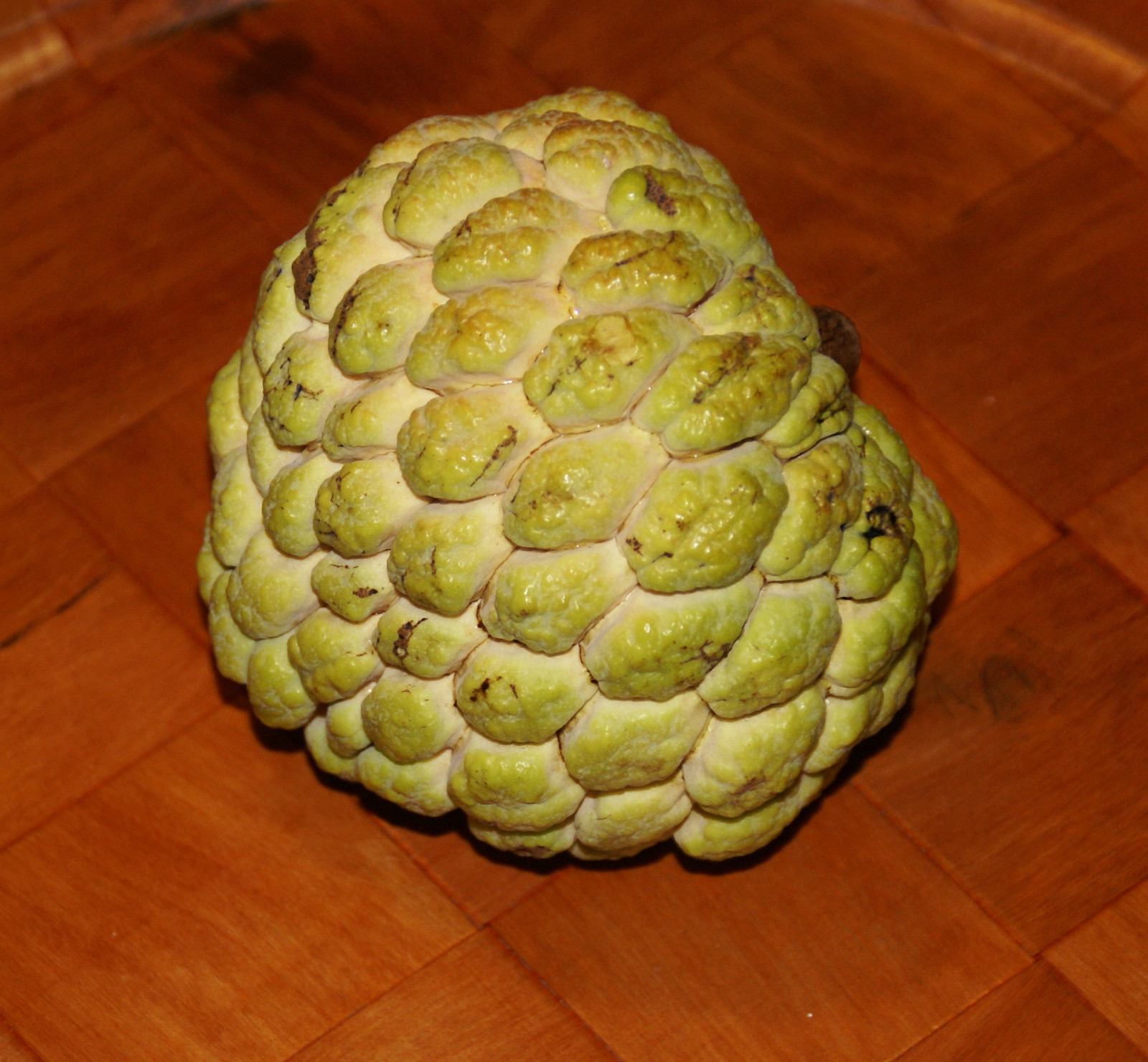 SUGAR APPLE SEEDS – 6 Seeds -Produces BIG, SWEET fruit – SWEET SOP