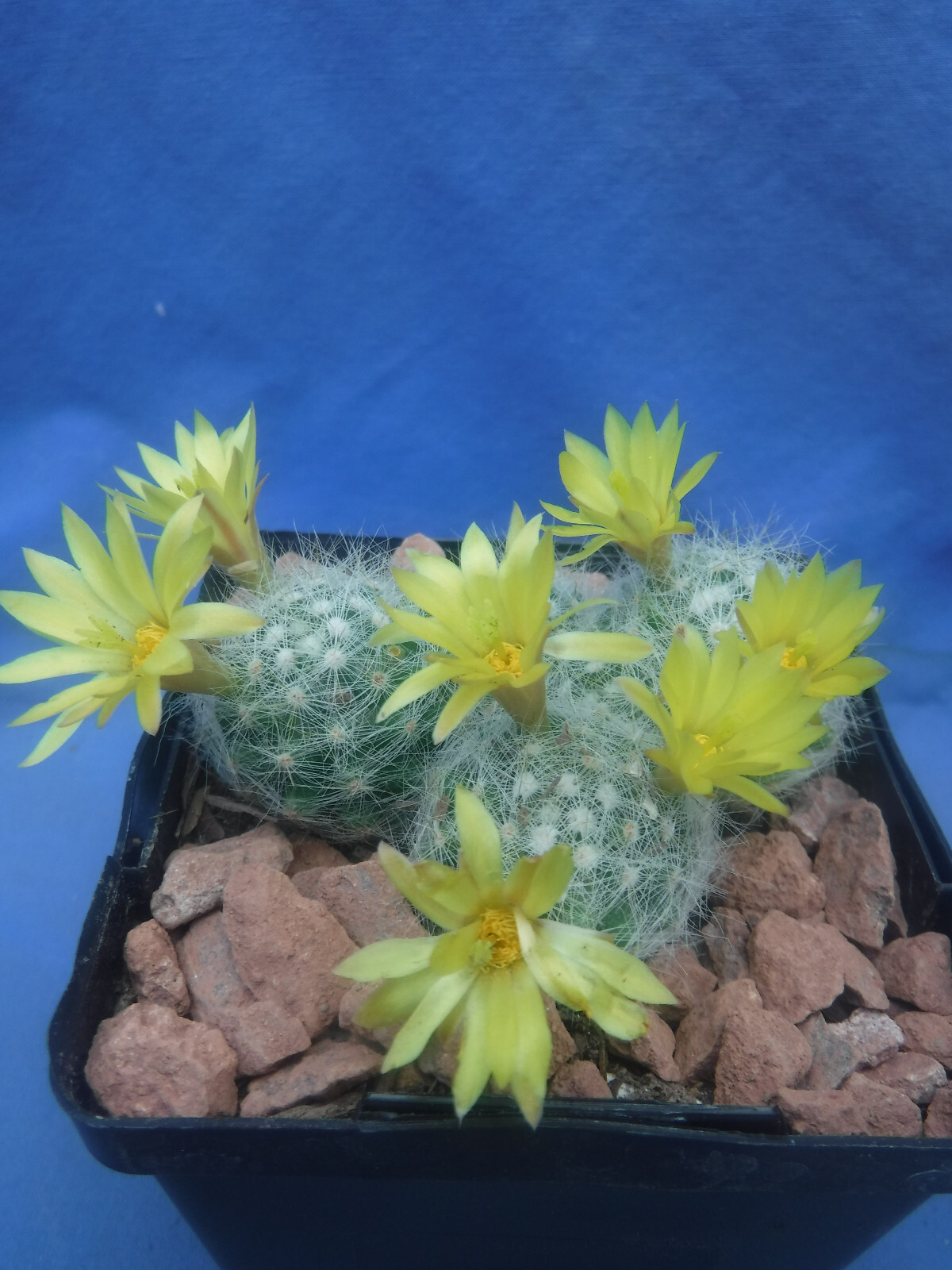 Mammillaria baumii Cactus 3 or 4 Plants LEMON SCENTED BLOOMS! FLOWERING SIZE!