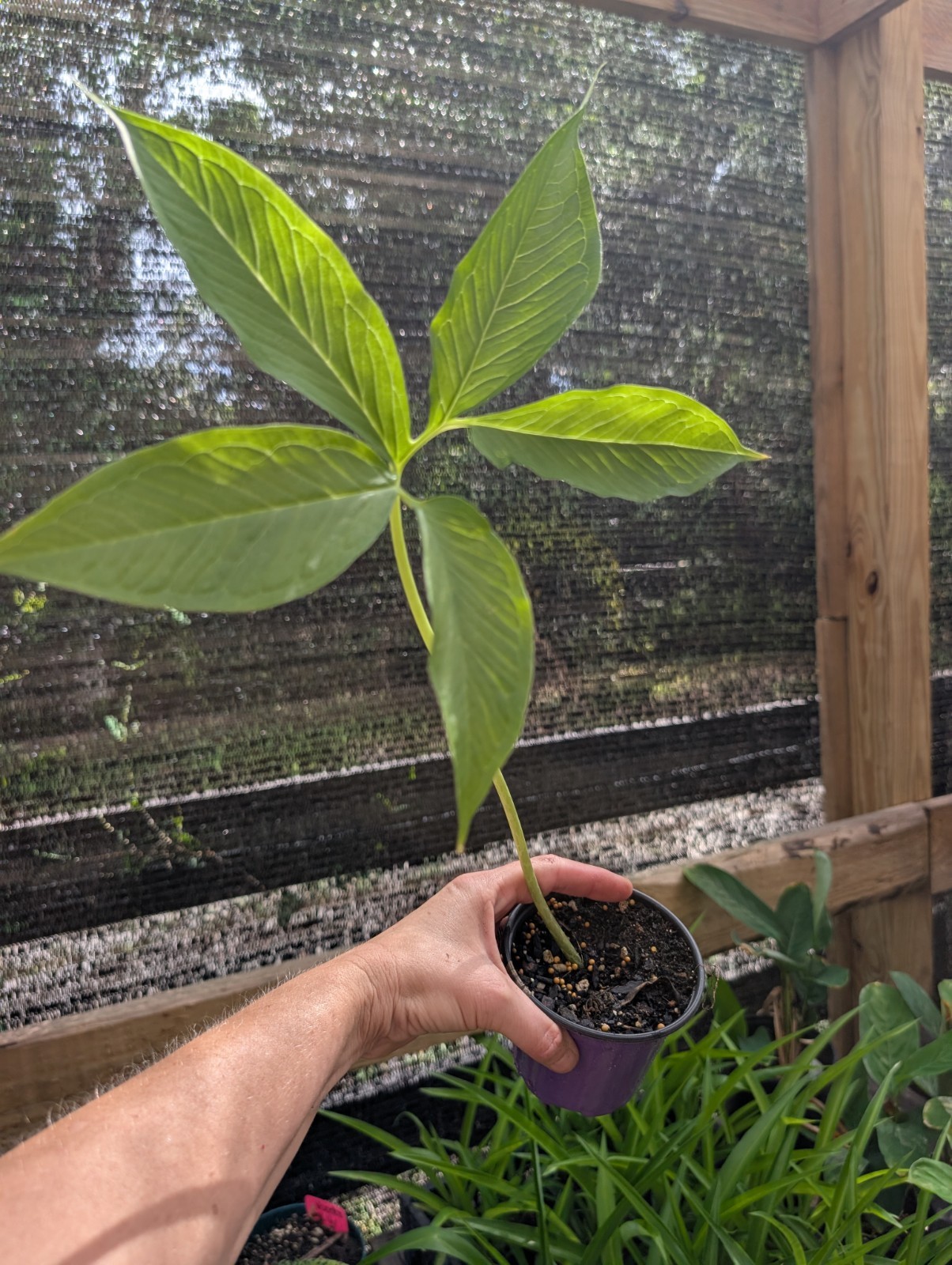 3 x Rooted VOODOO LILY Live Plants Sauromatum Venosum morphophallus arum Plant