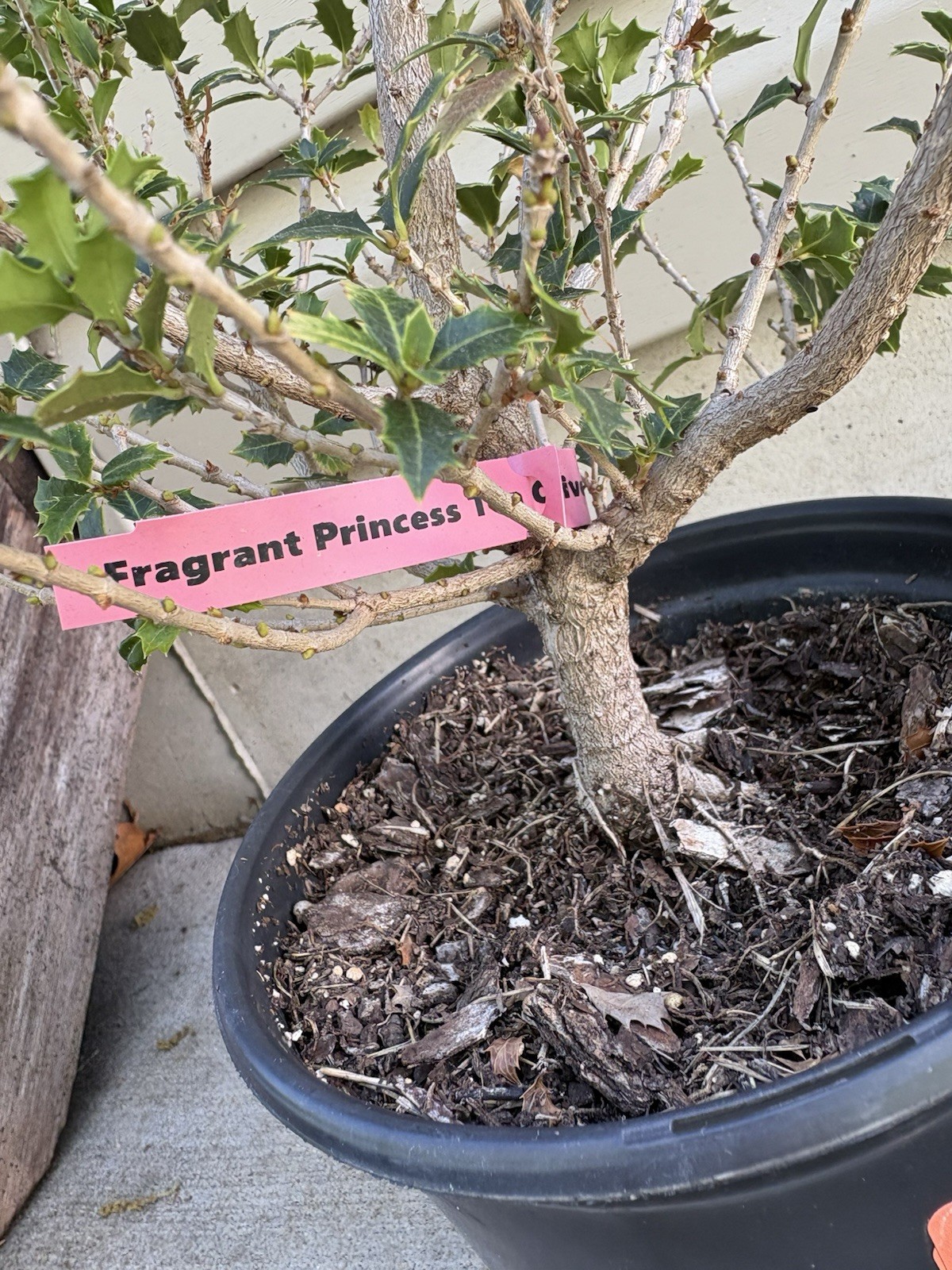 Fragrant Sweet Tea Olive Osmanthus Princess fragrant 6” Pot