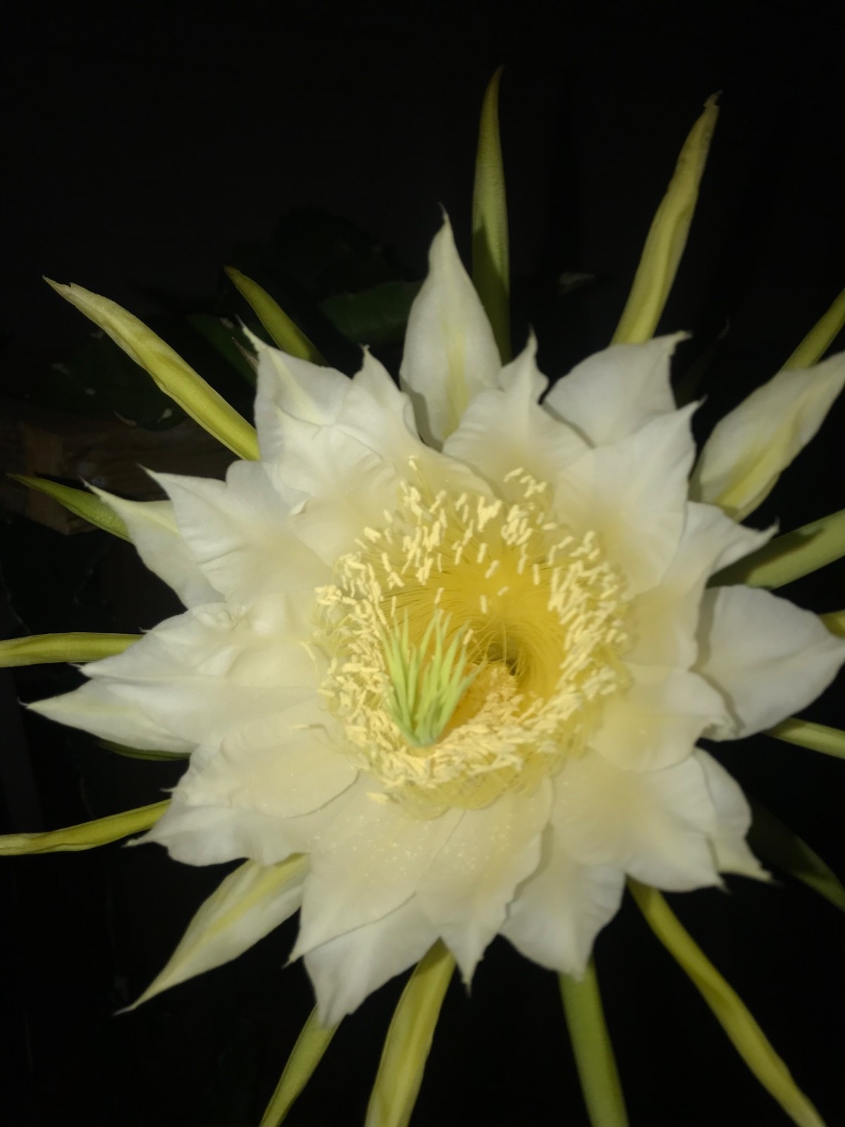 5 ct Dragon Fruit Cuttings 8-12 inches, Guaranteed Red Fruits, FREE Training