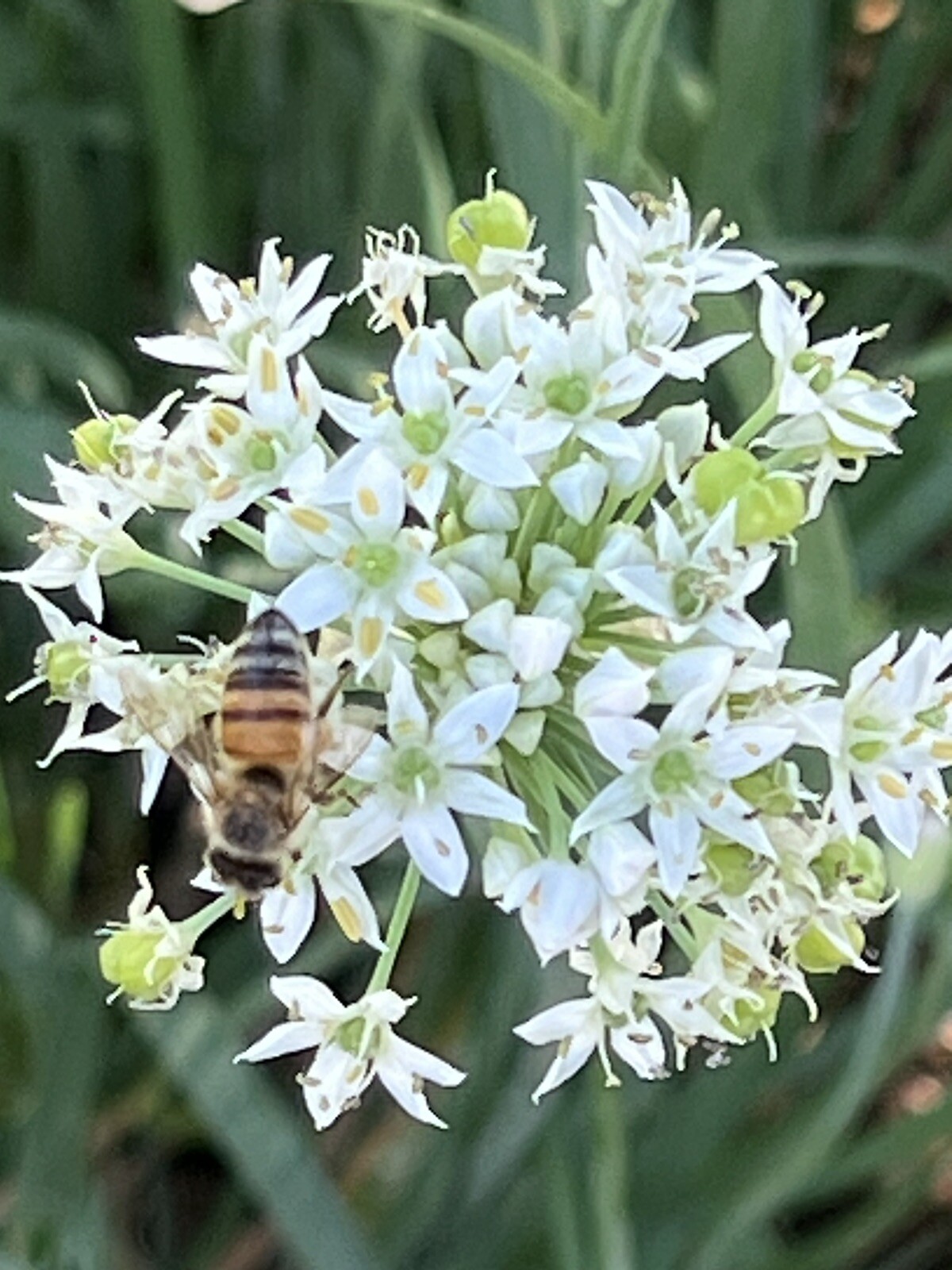 500+ CT Garlic Chives, Non-GMO, Organic, Heirloom Seeds 500多粒高芽率农场自留韭菜种子2023年产