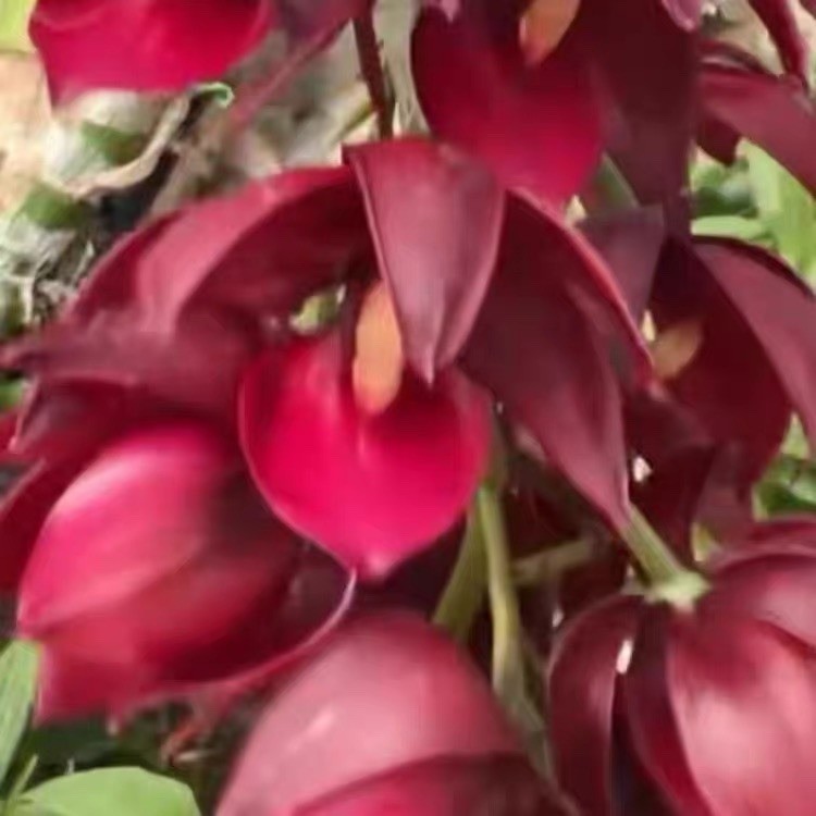 Dark Burgundy Orchid Blooming Size Mature Plant