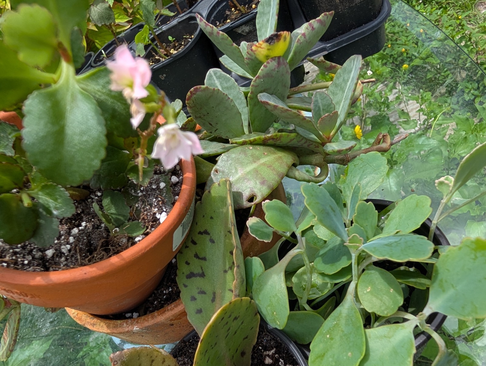 Kalanchoe Plant Bundle Lot Of 3 Different Species Live Rooted Plants Succulents