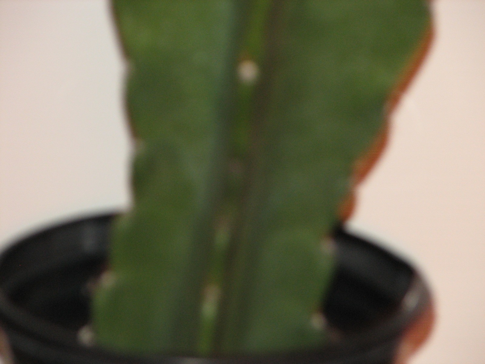 16 1/2 in tall, 5 1/2 in wide Cereus columnar cactus plant