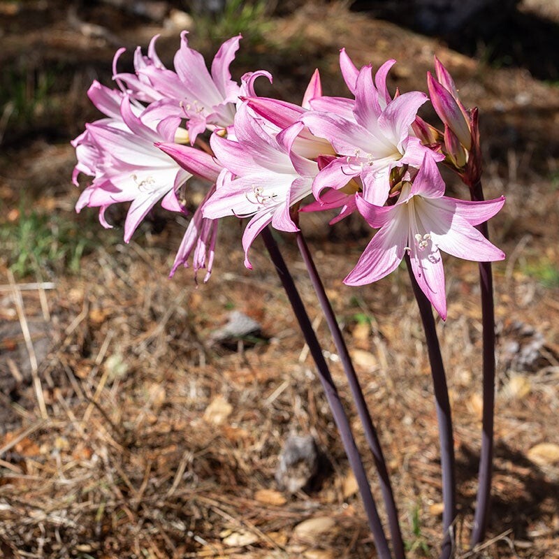 5 Large/Mature Bulbs Lycoris Squamigera Resurrection Lily Naked Ladies Jersey