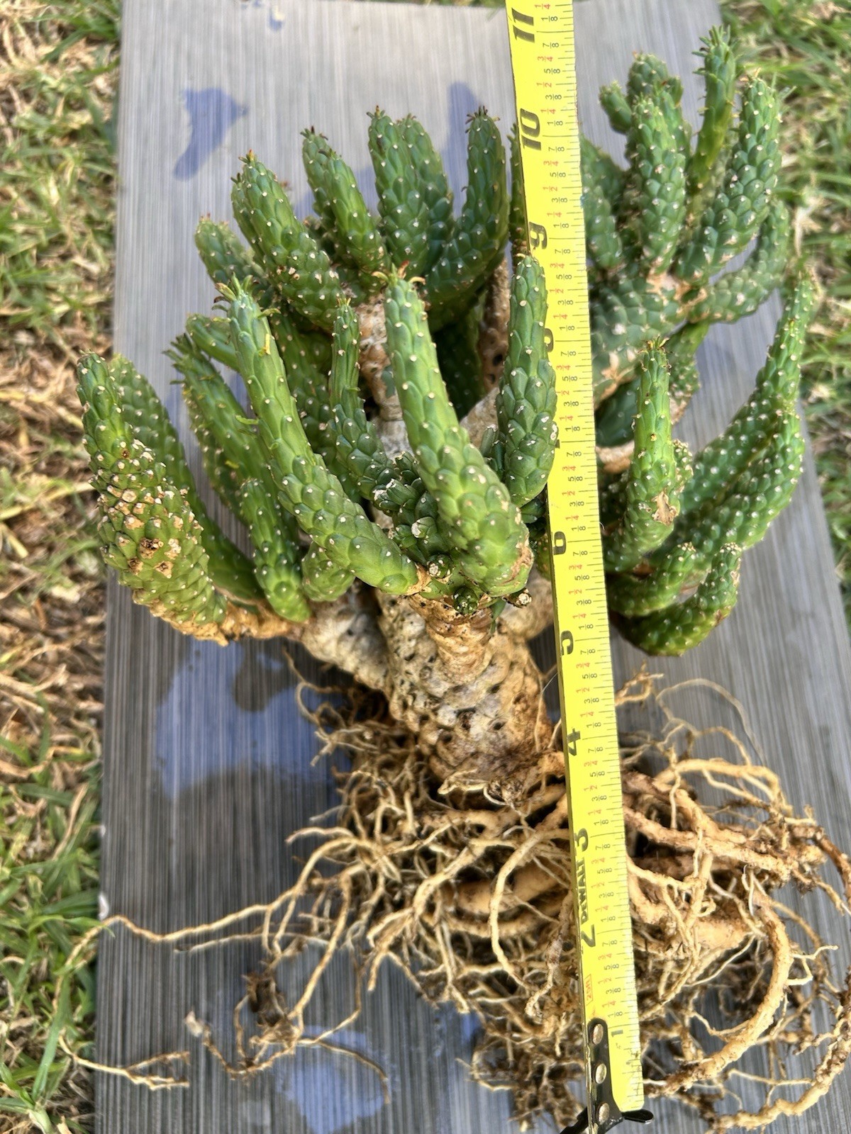 Unique Euphorbia Inermis Multi-Head Succulent Cactus Plant