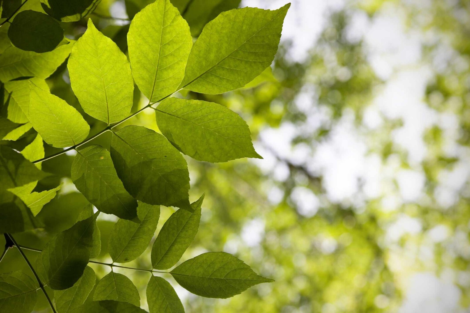 White Ash tree ready to plant
