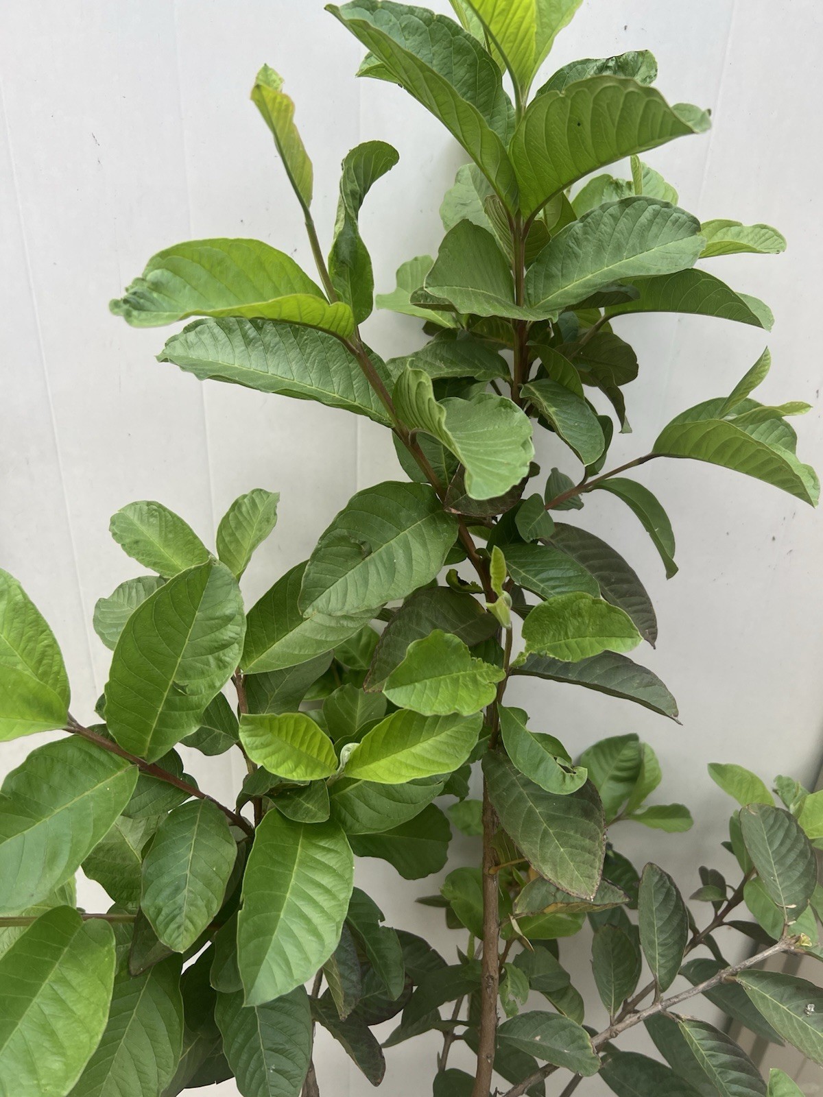 Guava Tree 40” Tropical Live Plant Ready To Plant Local Pickup Only
