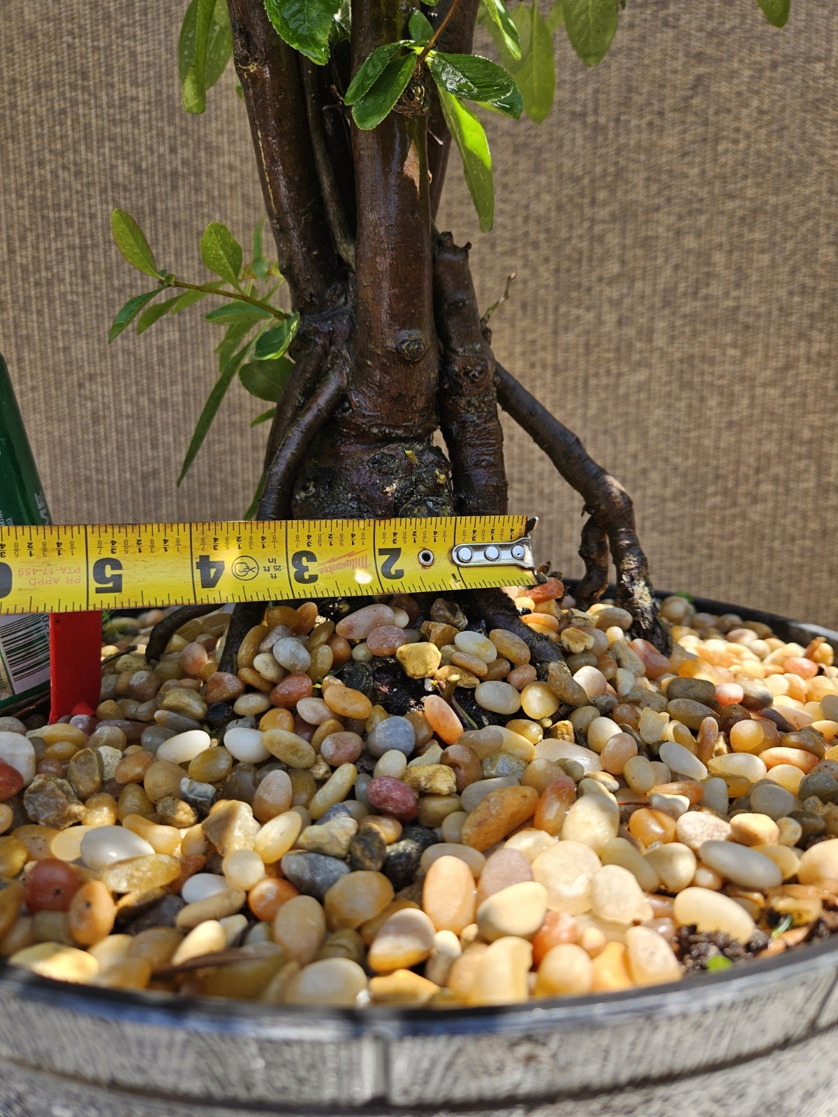 Old Japanese Flowering Quince ( Toyo- Nishiki -Quince ) Bonsai Tree,,, SALE
