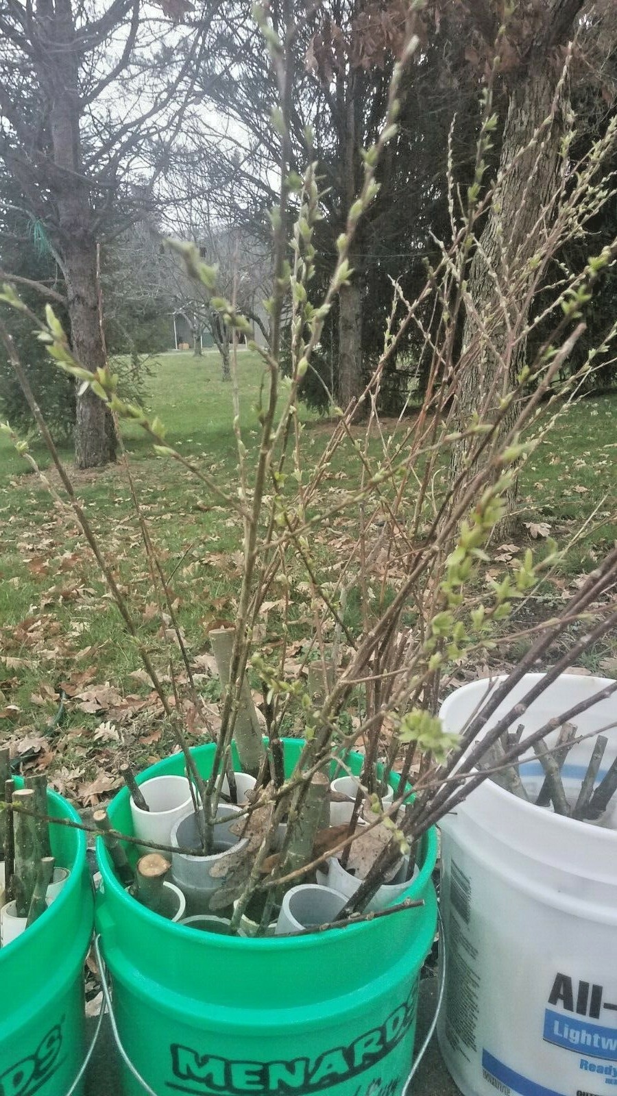 15 Hybrid Willow 10+” Clones from cutting, with roots and leaves