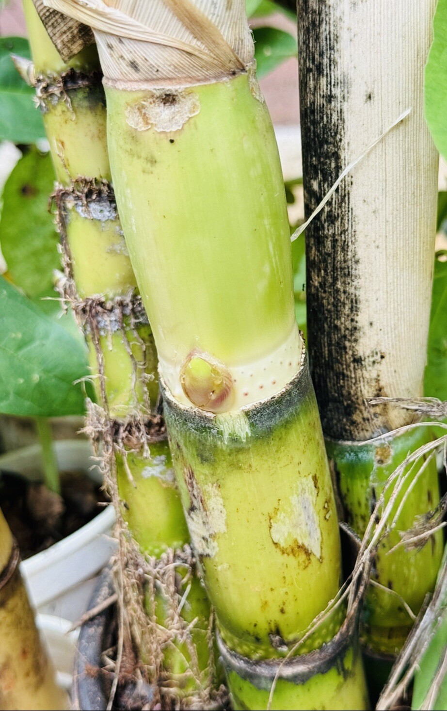 4 PCS ROOTED GREEN SUGARCANE CUTTING SWEET JUICY LIVE PLANT READY TO PLANT