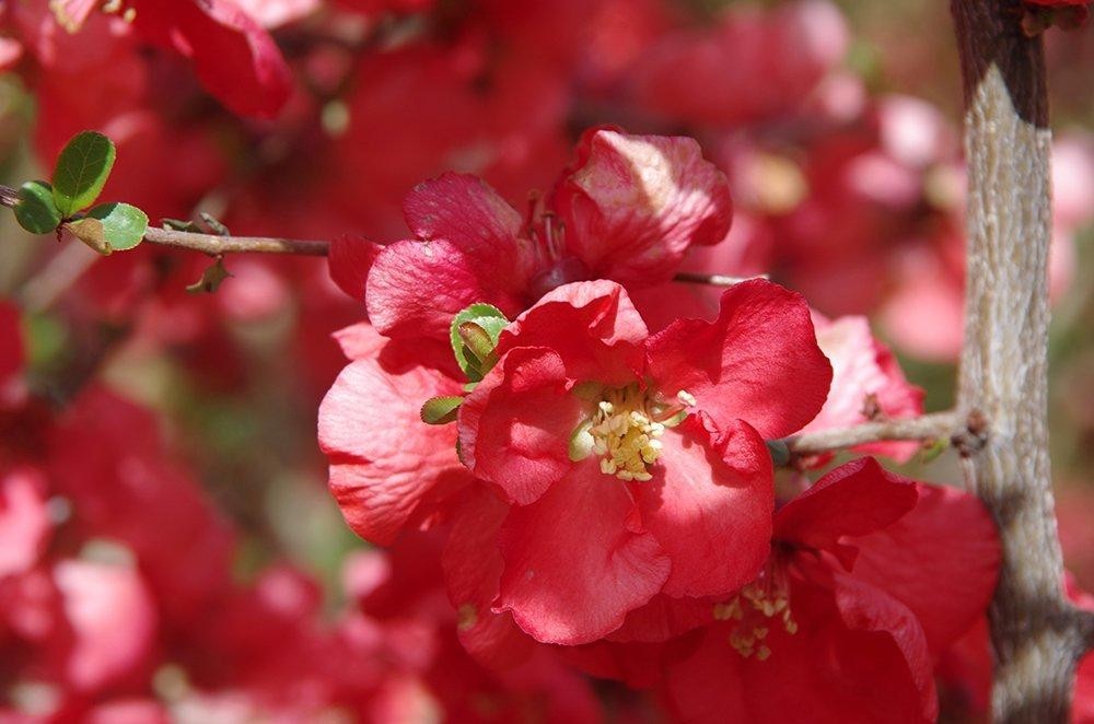 Texas Scarlet Flowering Quince Live Plant Red Spring Bloom Shrub Chaenomeles Out