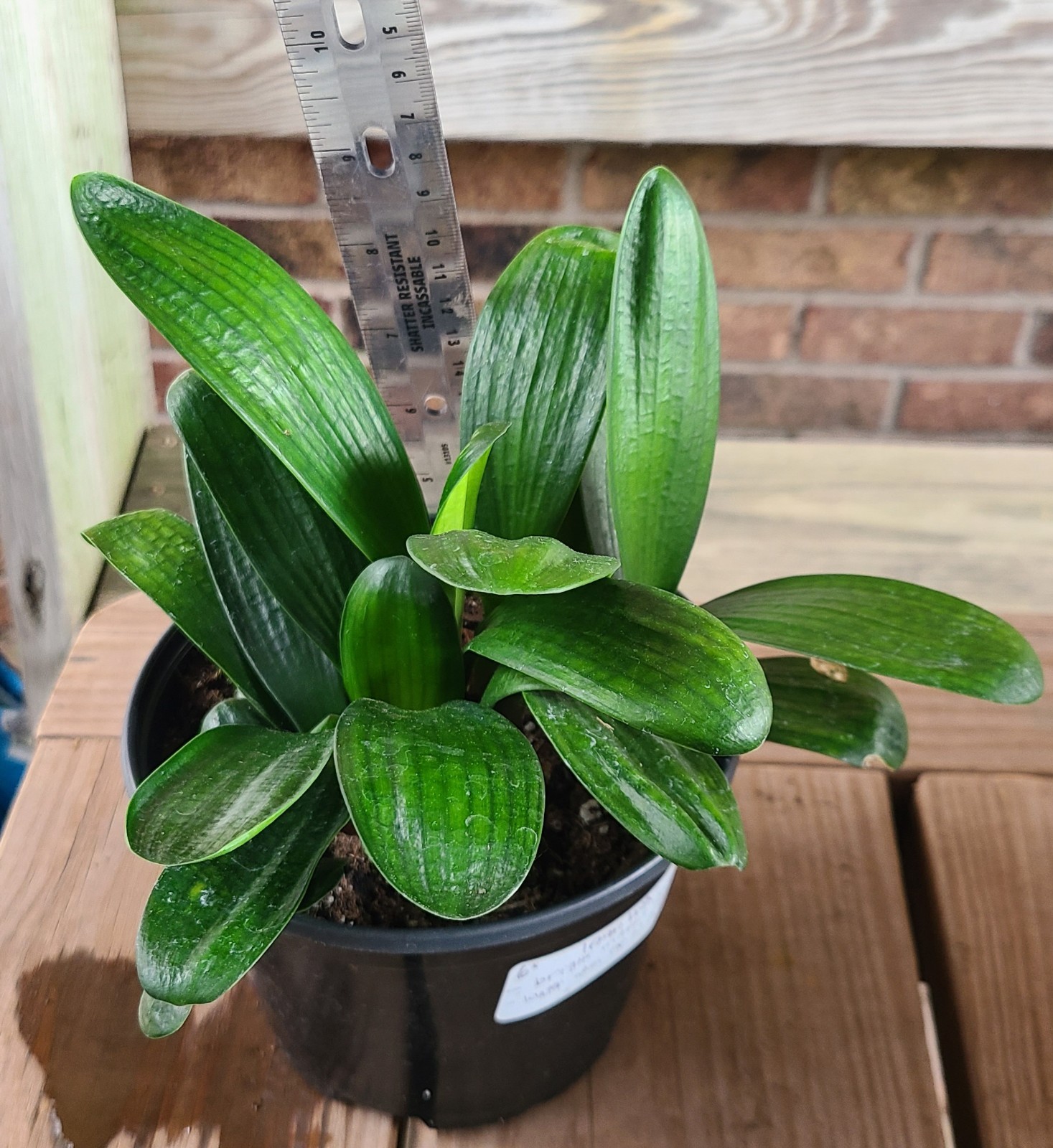Clivia Chinese Compact Malian Hutou Pearl x Self one plant 4-5 leaves