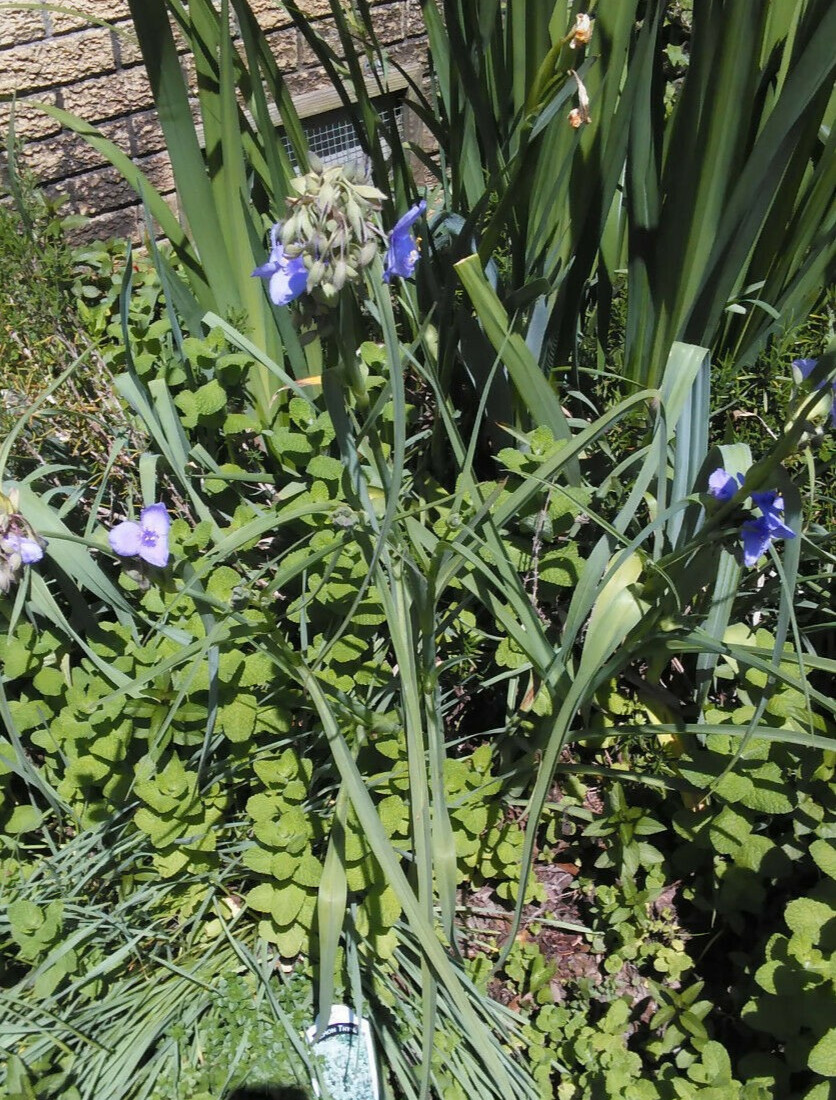 10 Spiderwort Transdescantia Purple Flower Bare Root Rhizome Bulbs- Live Plants