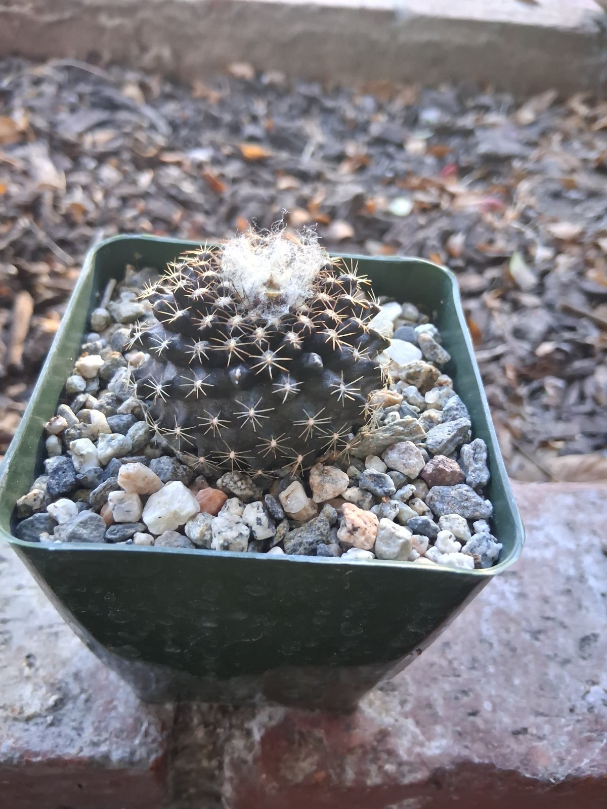 Copiapoa Tenuissima PURPLE Cactus Blooms Yellow Ships In 4″ Pot Just Beautiful