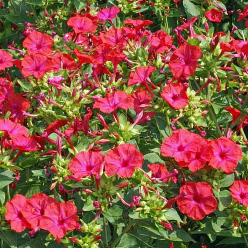 Four O’Clock Seeds Red, Mirabilis Jalapa 50 Seeds Free Shipping!
