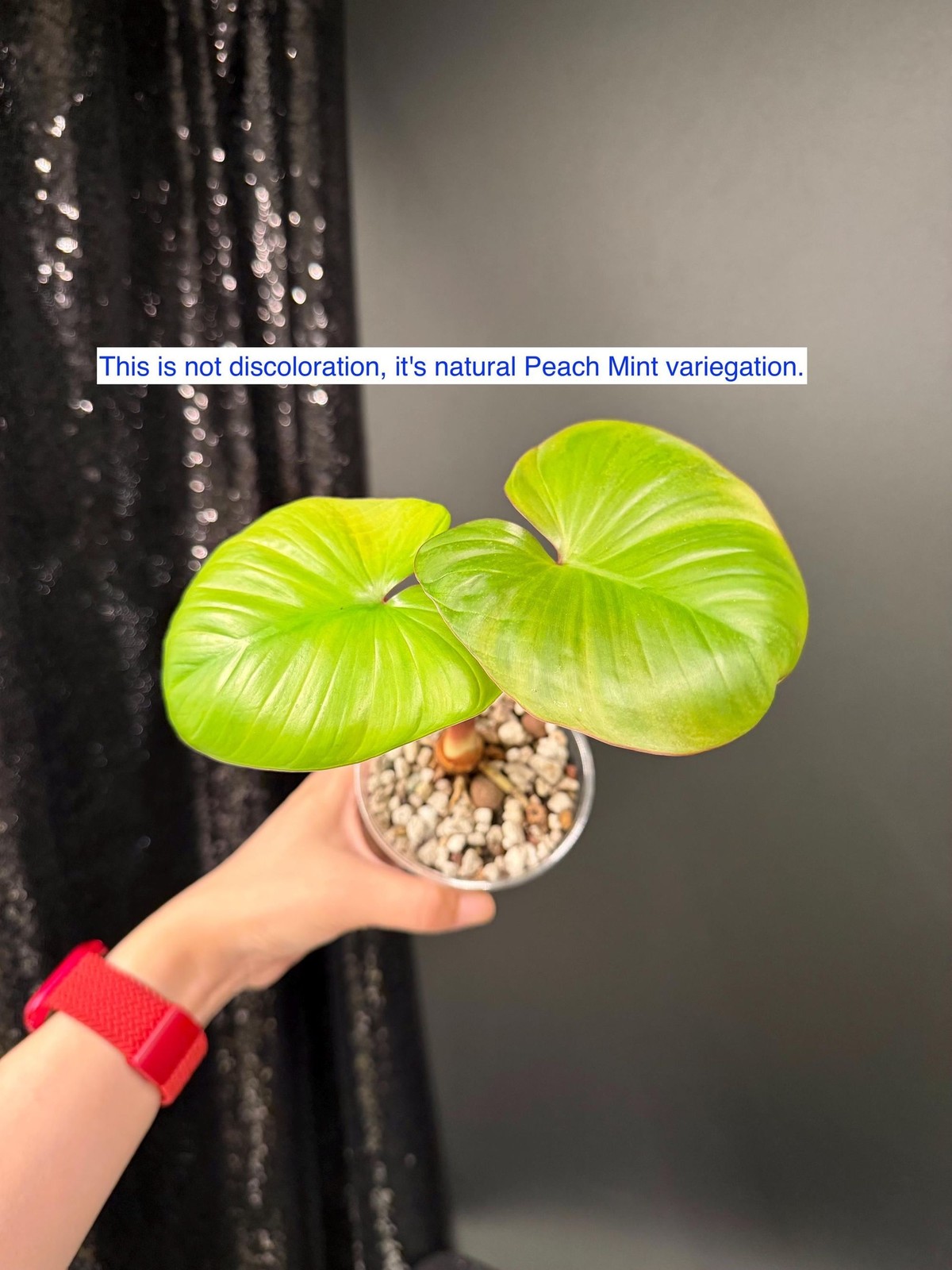 Homalomena Rubescens Peach Mint Variegated, Exact Starter Plant, US Seller