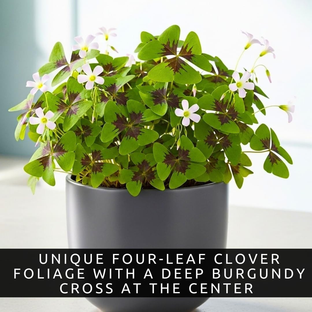24 Pack Iron Cross Shamrock Plant Bulbs, Live Oxalis Bulbs for Indoor Outdoor…