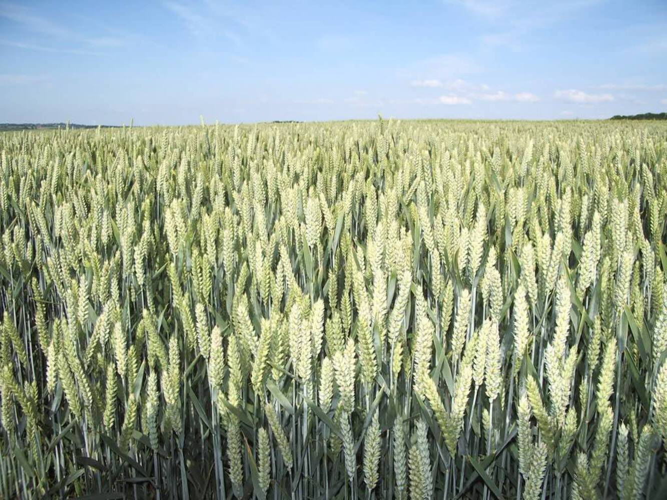 200 ORGANIC OAT Oats Avena Sativa Grain Vegetable Seeds