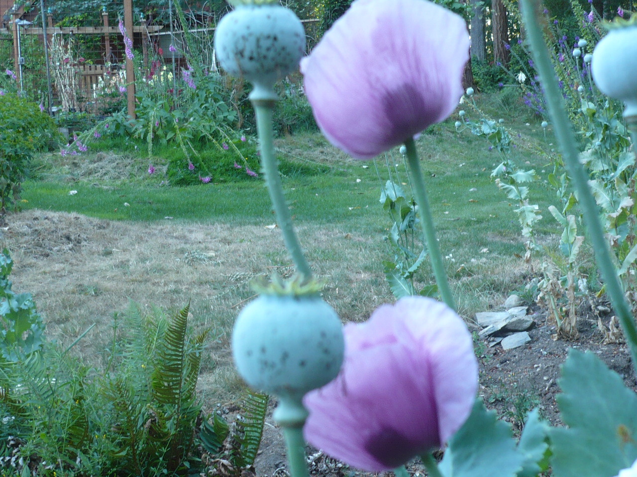 Tazzy Purple Poppy Som Seeds 2000+ *Shelley aka PoppyQueen👑