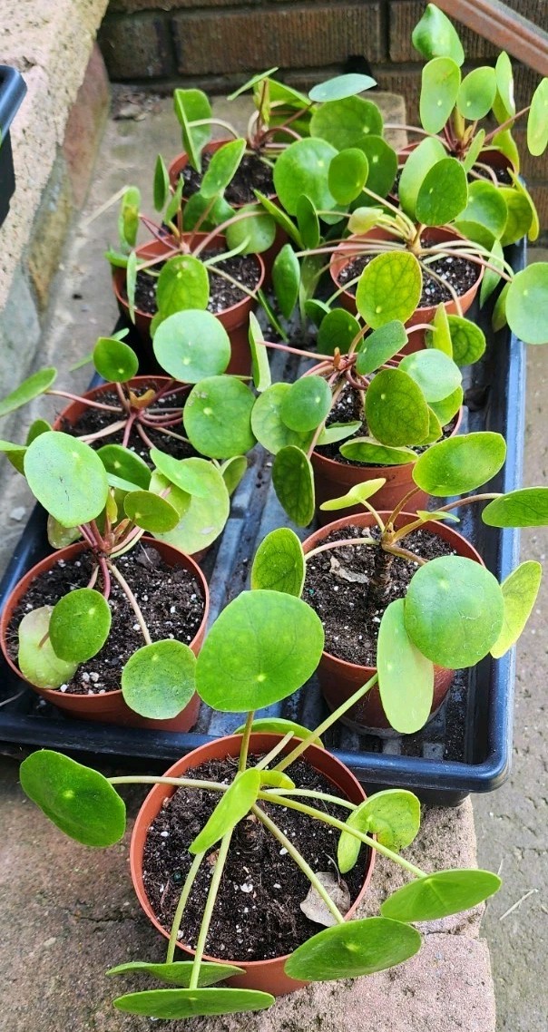 Pilea Peperomioides UFO Plant Chinese Money Houseplant Peperomia Pancake