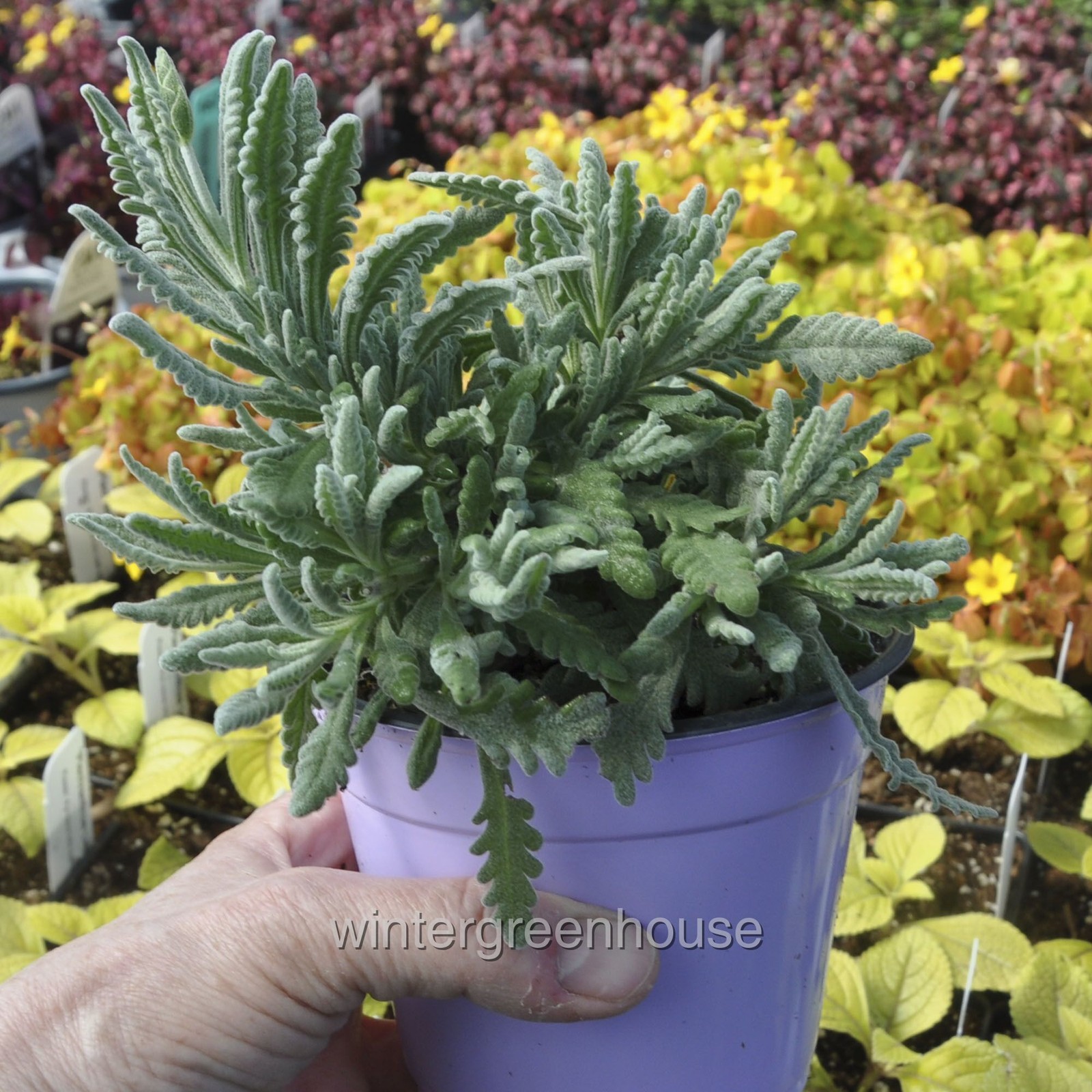 Lavandula angustifolia, Goodwin Creek, Herb Lavender, Container Size: 3.5″